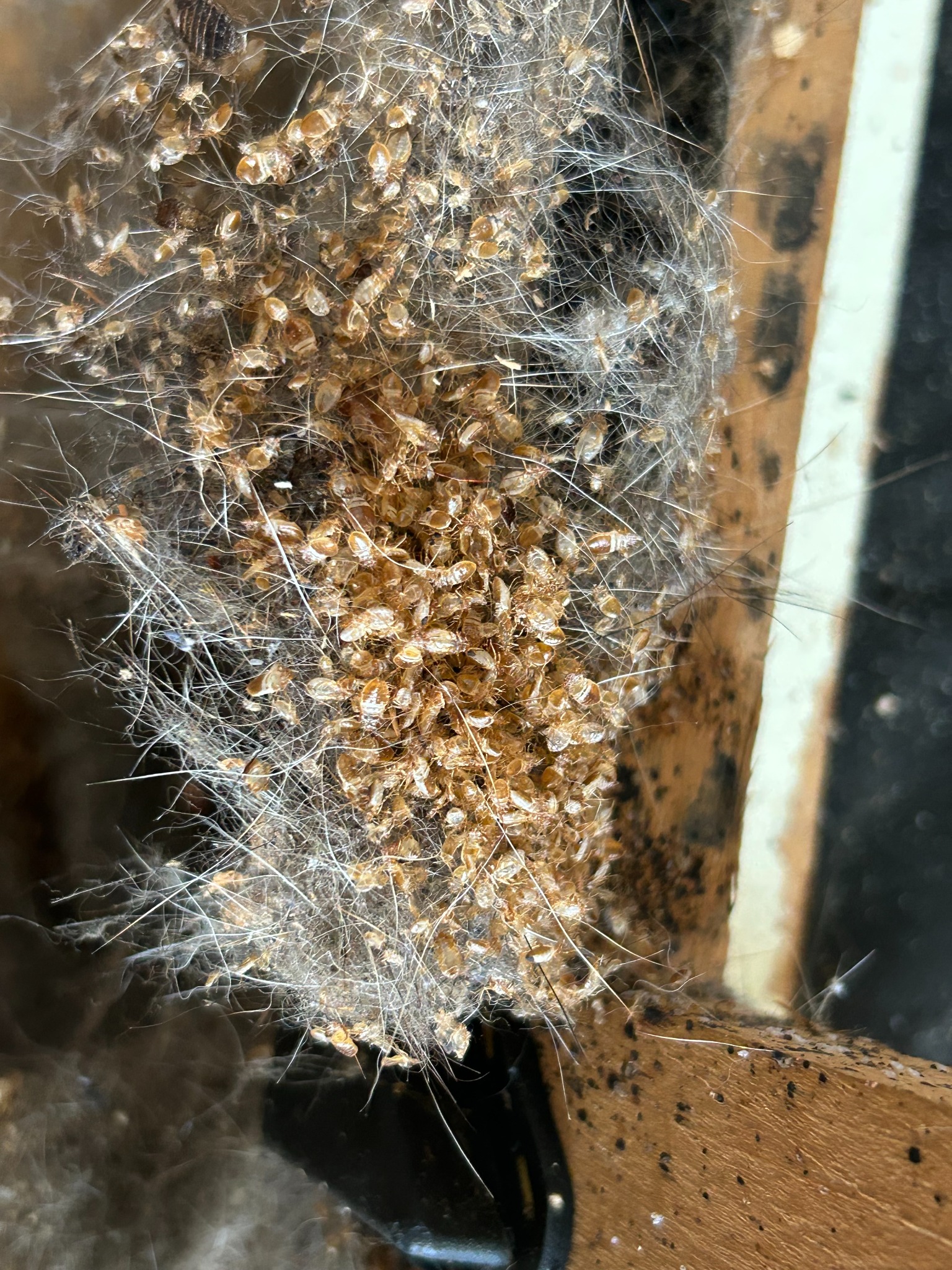 Gniazdo pluskiew w drewnianej konstrukcji, widoczne liczne osobniki i wylinki, otoczone kurzem i pajęczynami. Bliski kadr, ukazujący szczegóły infestacji.