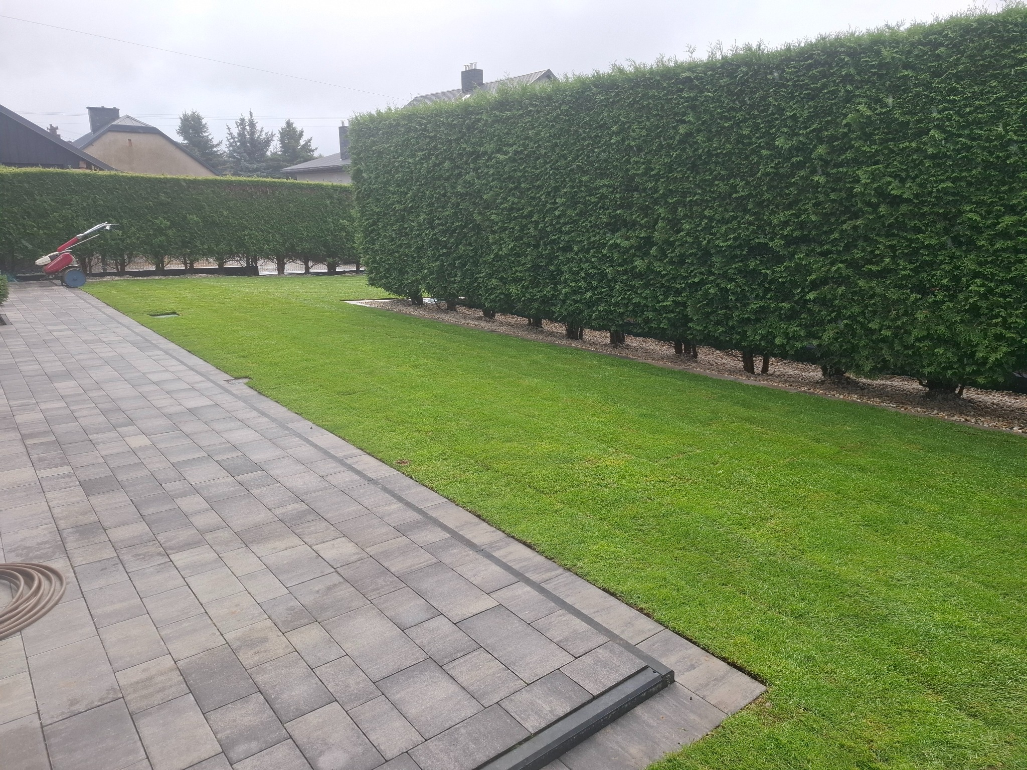 Równy trawnik z rolki, obrzeża z kostki, wysoki żywopłot z tui szmaragd, widoczny wózek do trawy. Świeżo założony trawnik z rolki.