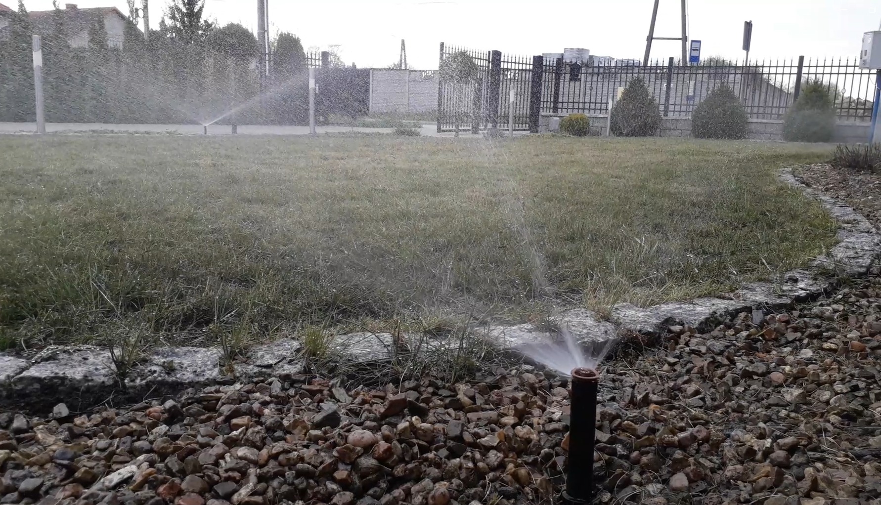 Działający zraszacz wynurzalny na trawniku, otoczony kamieniami. W tle widoczne ogrodzenie i budynki. System nawadniania w akcji, z bliska.