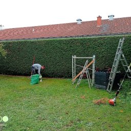 Wycinka drzew Oleśnica 2