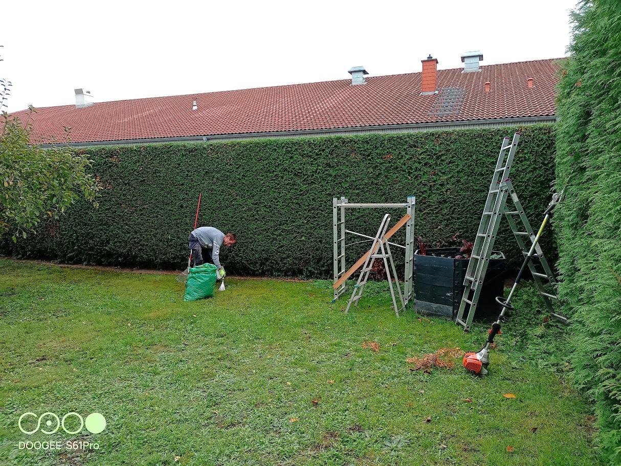 Ogrodnik zbiera liście do worka na tle żywopłotu. Widoczne drabiny, rusztowanie i nożyce do żywopłotu. Prace porządkowe w ogrodzie po przycinaniu.