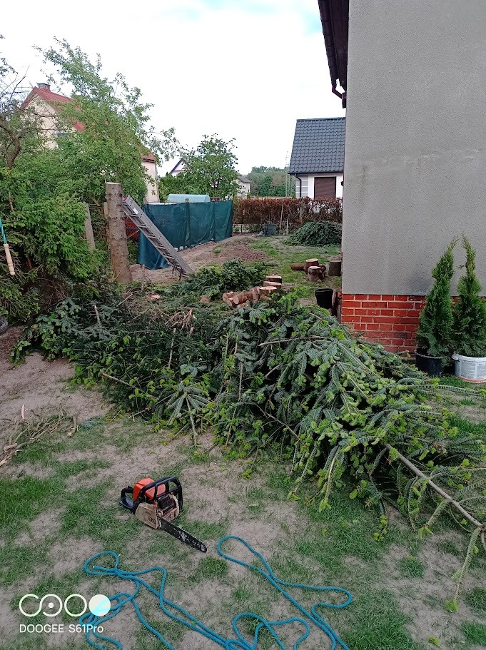 Po wycince drzewa: ścięty pień, gałęzie na trawie, piła łańcuchowa i lina. W tle domy i drabina oparta o pień. Dwa małe drzewka w donicach przy ścianie budynku.
