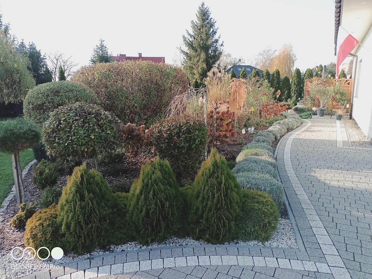Uformowane krzewy i drzewa iglaste w ozdobnym ogrodzie przydomowym z brukowanym chodnikiem. Widok na zadbany ogród z różnorodną roślinnością.