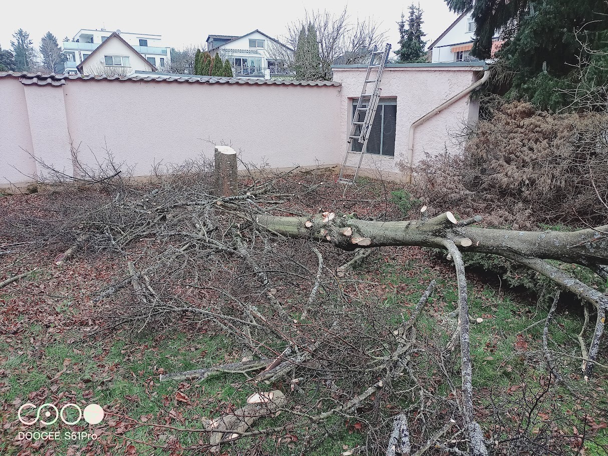 Ścięte drzewo na trawniku po wycince, widoczny pień i drabina oparta o budynek. Gałęzie rozrzucone na ziemi, jesienna sceneria.