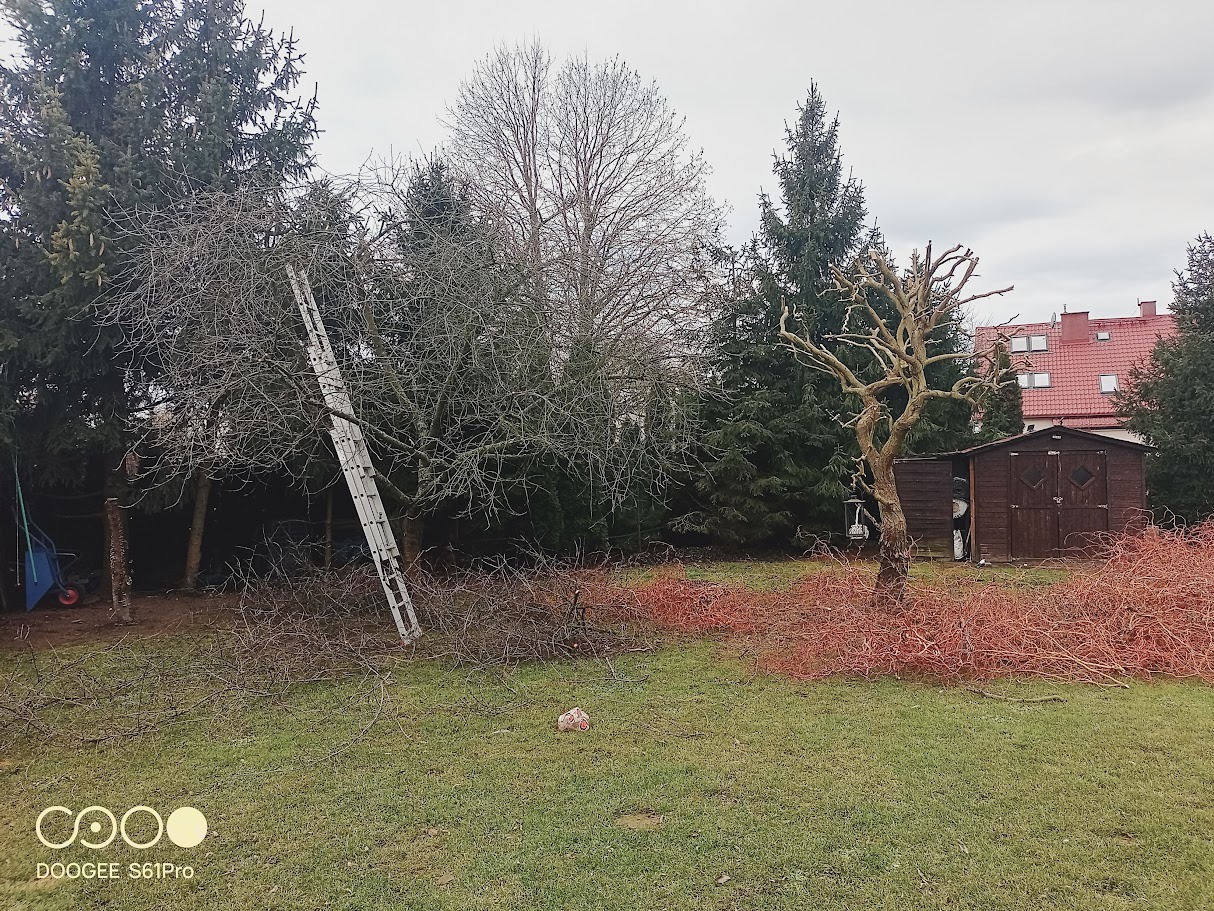 Ogród po przycince drzew: rozłożone gałęzie, drabina oparta o drzewo, częściowo przycięte drzewo, domek narzędziowy w tle. Widok na posesję po wykonanej usłudze.