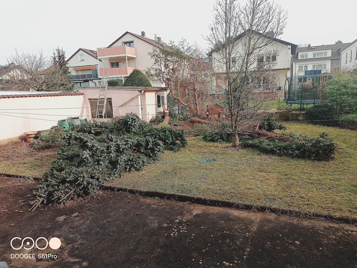 Po wycince drzew: gałęzie i pnie na trawniku przed domem. Drabina oparta o budynek, w tle zabudowa mieszkalna. Widok z góry, pochmurny dzień.