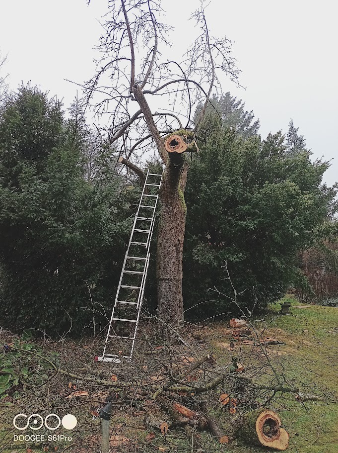 Drzewo po wycince gałęzi z drabiną opartą o pień. Wokół leżą odcięte konary i gałęzie. W tle widoczne zielone drzewa iglaste.