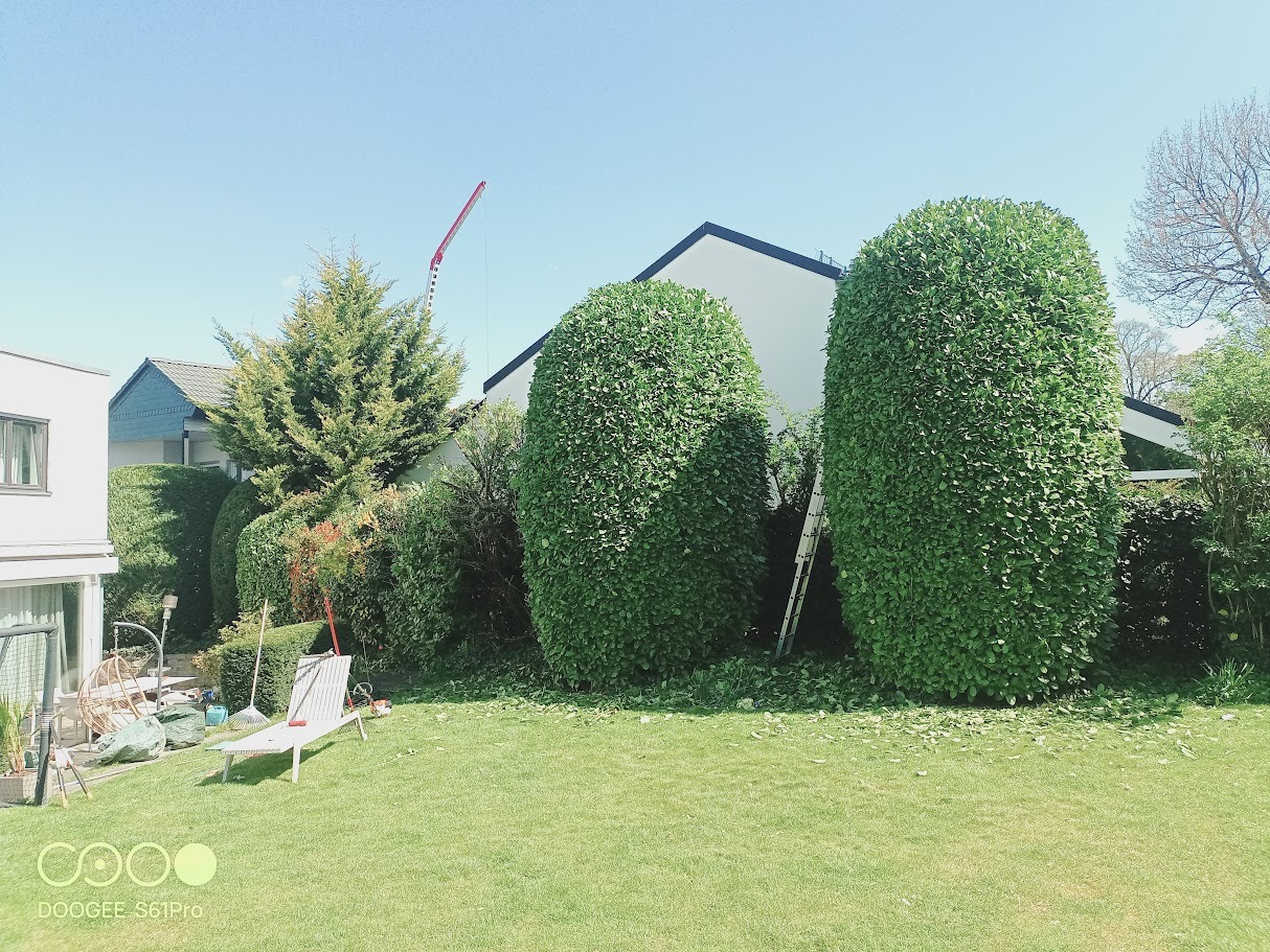 Formowane krzewy w ogrodzie po przycięciu, z rozłożonymi narzędziami ogrodniczymi i drabiną opartą o jeden z krzewów. W tle dom i żuraw budowlany.