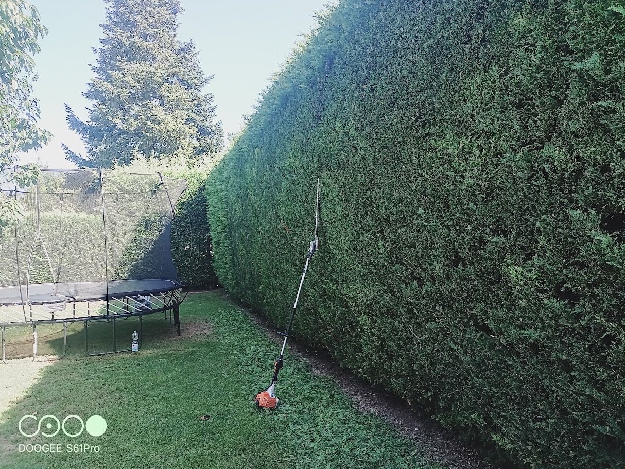 Długi, równo przycięty żywopłot z tui, obok którego stoi elektryczny sekator na trawie. W tle trampolina i drzewo iglaste.