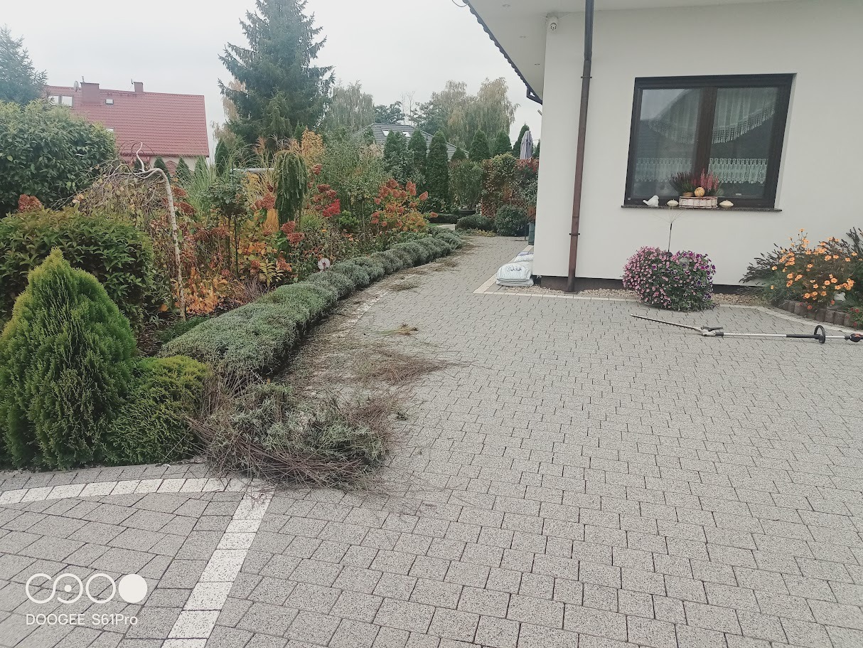 Przycięty żywopłot z resztkami gałęzi na kostce brukowej w Oleśnicy. W tle zadbany ogród i dom. Widoczny sekator do żywopłotu.
