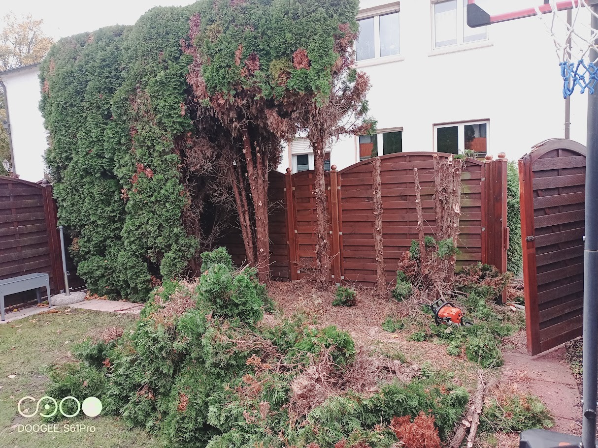 Fragment ogrodu po przycince tui, z widoczną piłą spalinową. Część tui przycięta, pozostałe czekają na zabieg. Drewniany płot w tle.