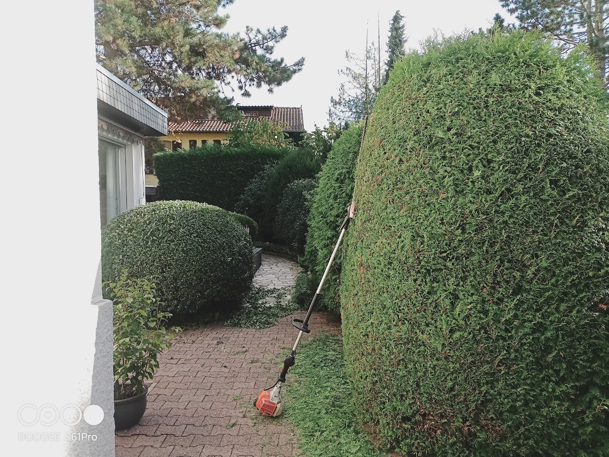 Formowanie żywopłotu z tui szlifierką akumulatorową. Ścieżka z kostki, przycięte krzewy i drzewa w tle. Prace ogrodowe w słoneczny dzień.