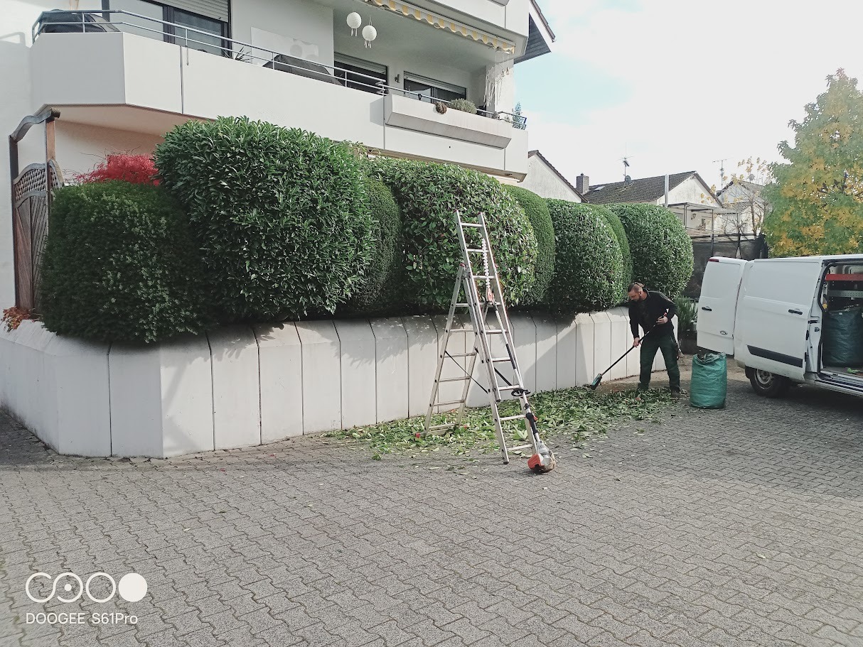 Przycinanie żywopłotu z drabiny. Mężczyzna zamiata liście obok otwartego vana. Na chodniku leżą obcięte gałęzie. W tle budynek mieszkalny.