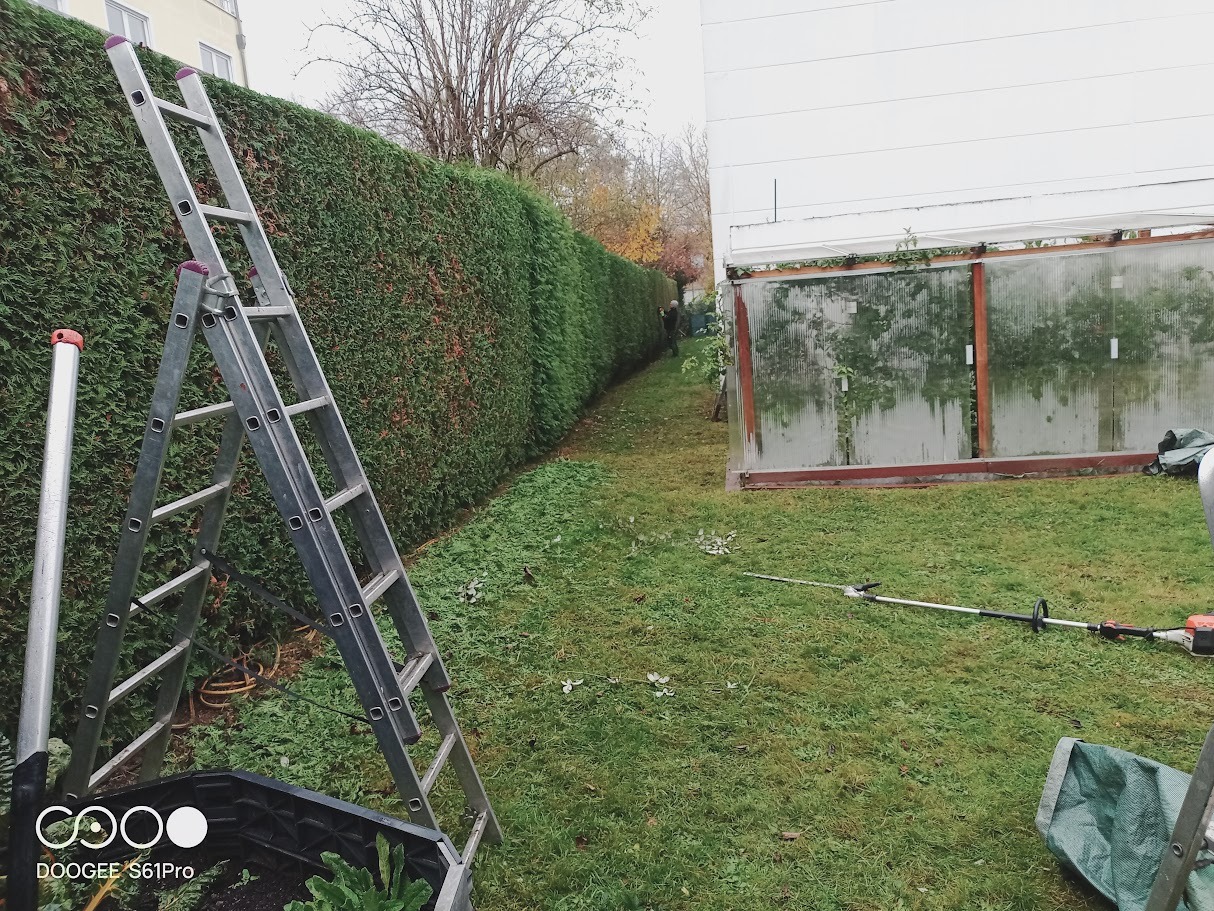 Przycinanie żywopłotu: długa, zielona ściana z tuj, drabina, nożyce do żywopłotu i resztki gałęzi na trawie. Widoczny fragment szklarni i budynku w tle.