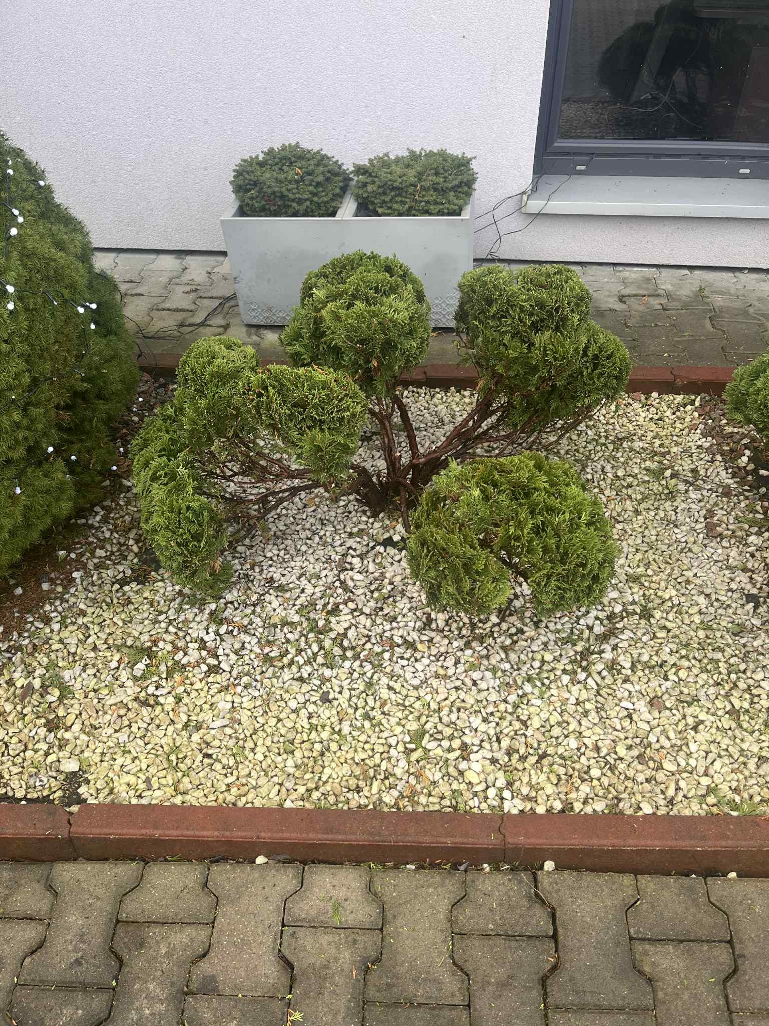 Formowana tuja na tle białych kamyków i kostki brukowej. W tle donica z kulistymi krzewami i fragment okna. Widok z góry, podkreślający geometryczny kształt rośliny.