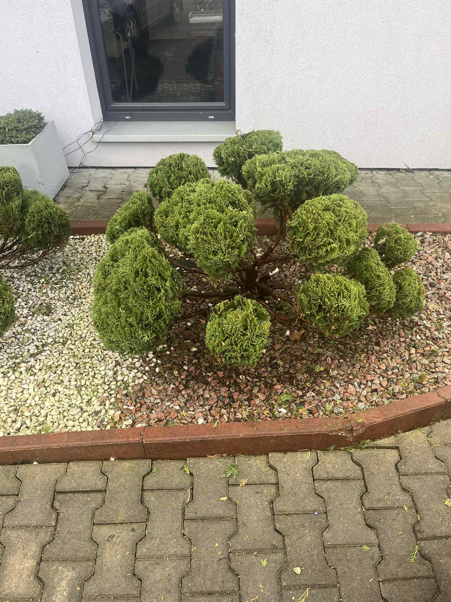 Formowane krzewy iglaste w ogrodzie, otoczone kamieniami i obrzeżem. Widoczne kostki brukowe i fragment elewacji budynku. Krzewy po zabiegach pielęgnacyjnych.