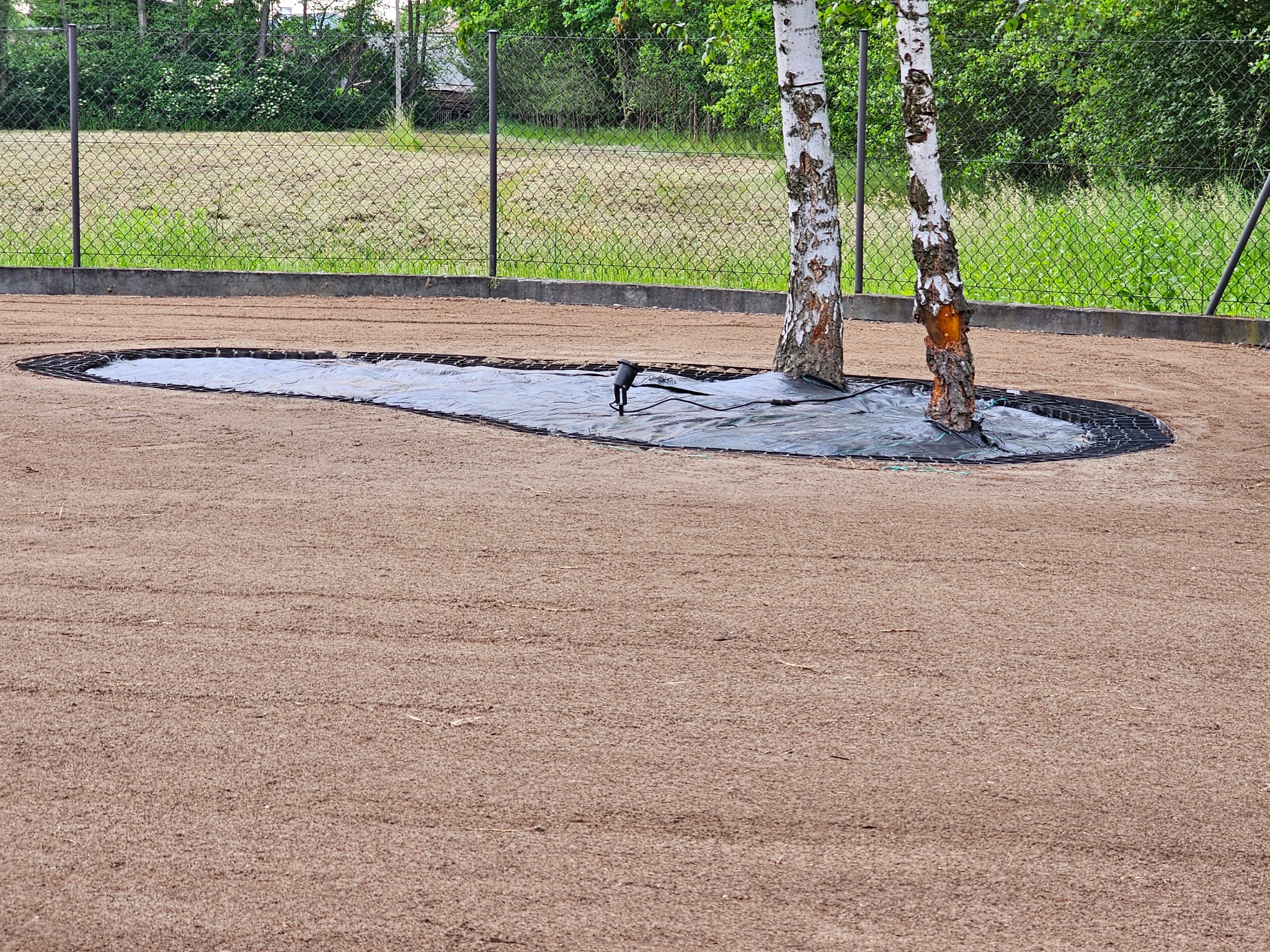 Przygotowany teren pod trawnik z rolki, widoczne dwie brzozy, system nawadniania i obrzeża. Tło stanowi siatka ogrodzeniowa i zieleń.