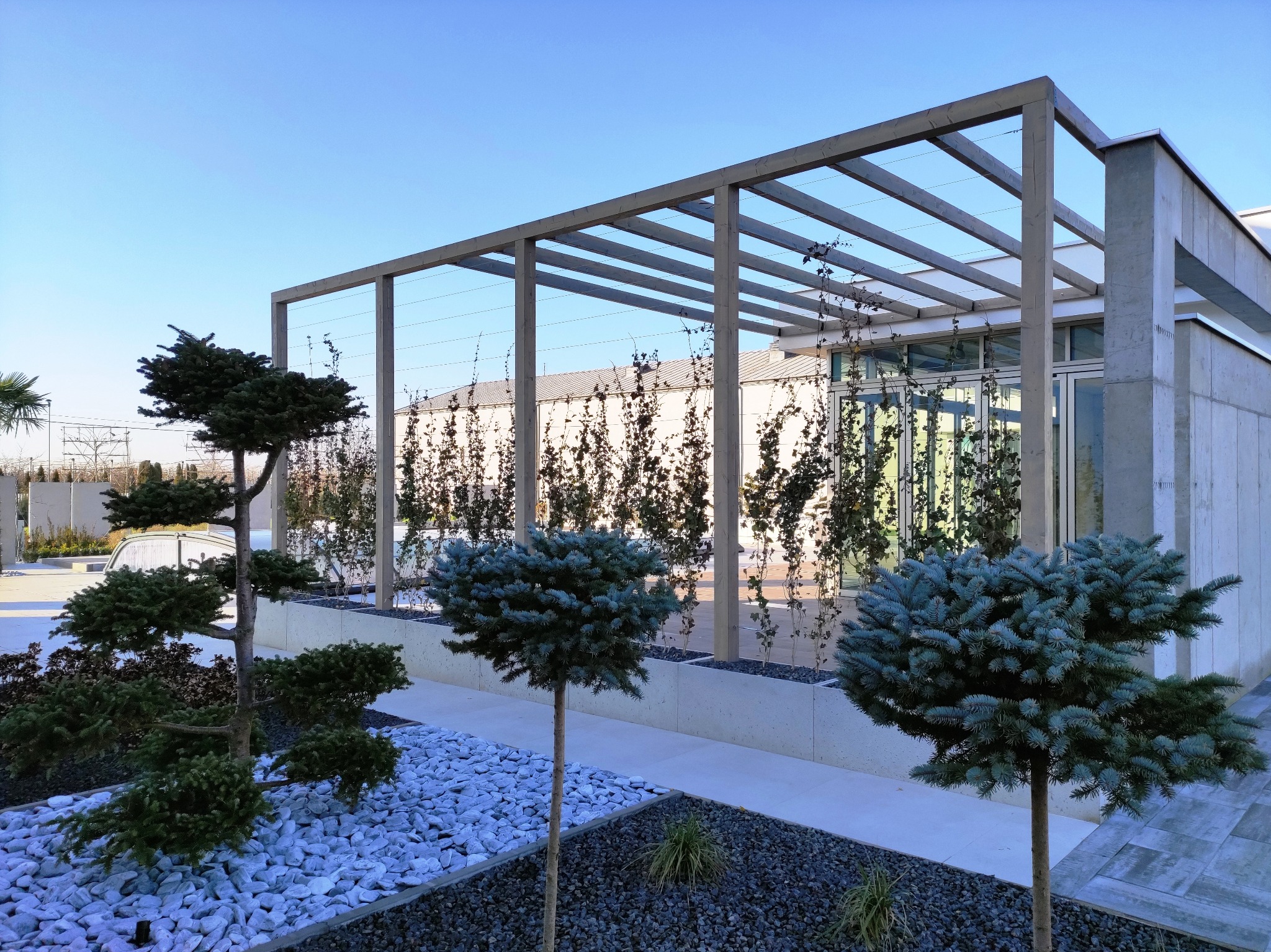 Nowoczesna konstrukcja z drewna, prawdopodobnie pergola, z roślinami pnącymi w Warszawie. Minimalistyczny design, jasne drewno, geometryczne kształty i starannie dobrane rośliny.