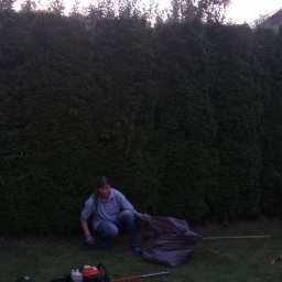 Mated - Pracownik w trakcie formowania żywopłotu z tui. Widoczna drabina, nożyce spalinowe, grabie i worki na odpady. W tle wysoki, gęsty żywopłot.