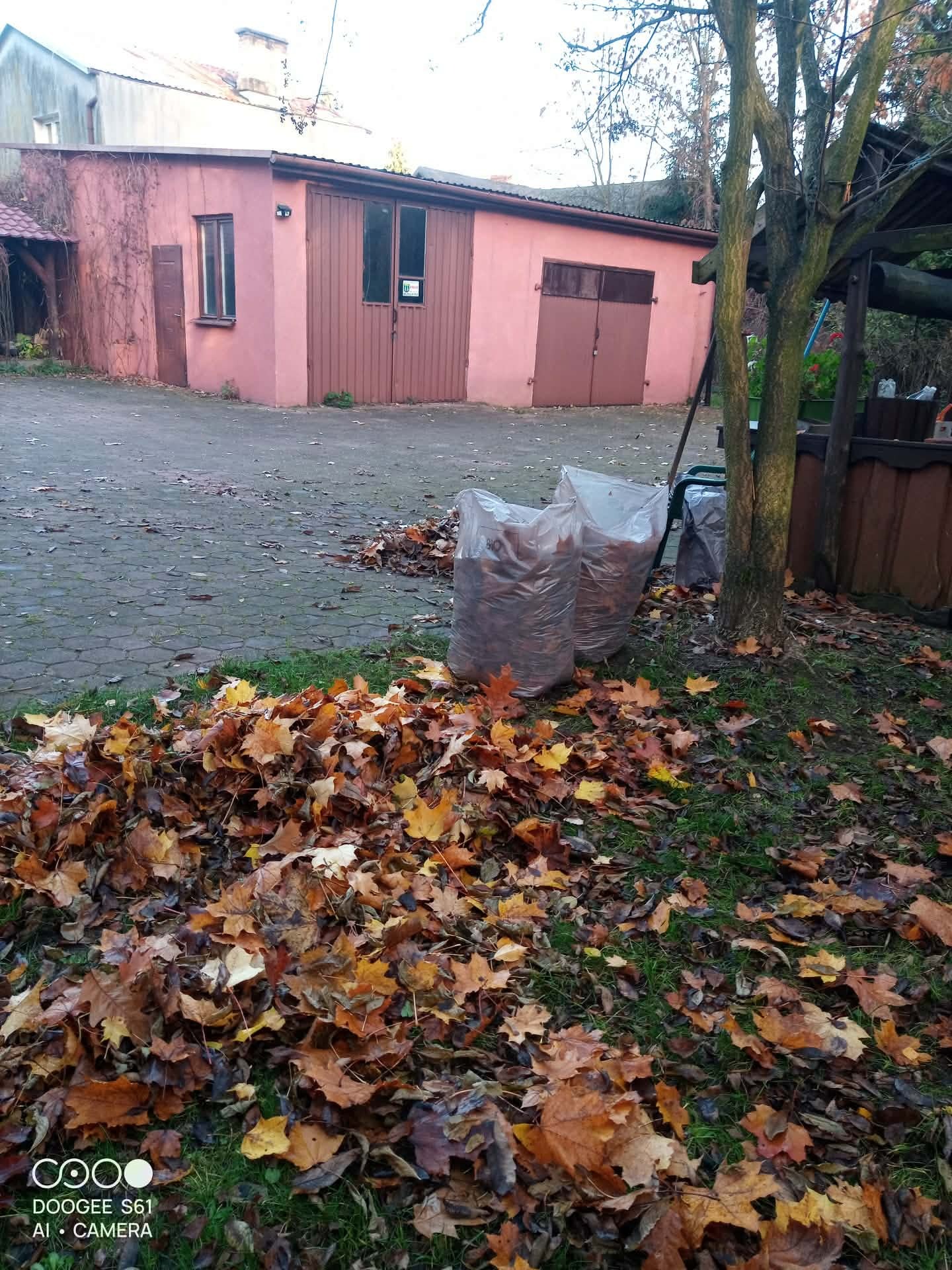 Dwa worki wypełnione liśćmi stoją na trawie przed budynkiem gospodarczym. Część liści leży na trawie i kostce brukowej. Jesienne porządki w ogrodzie.