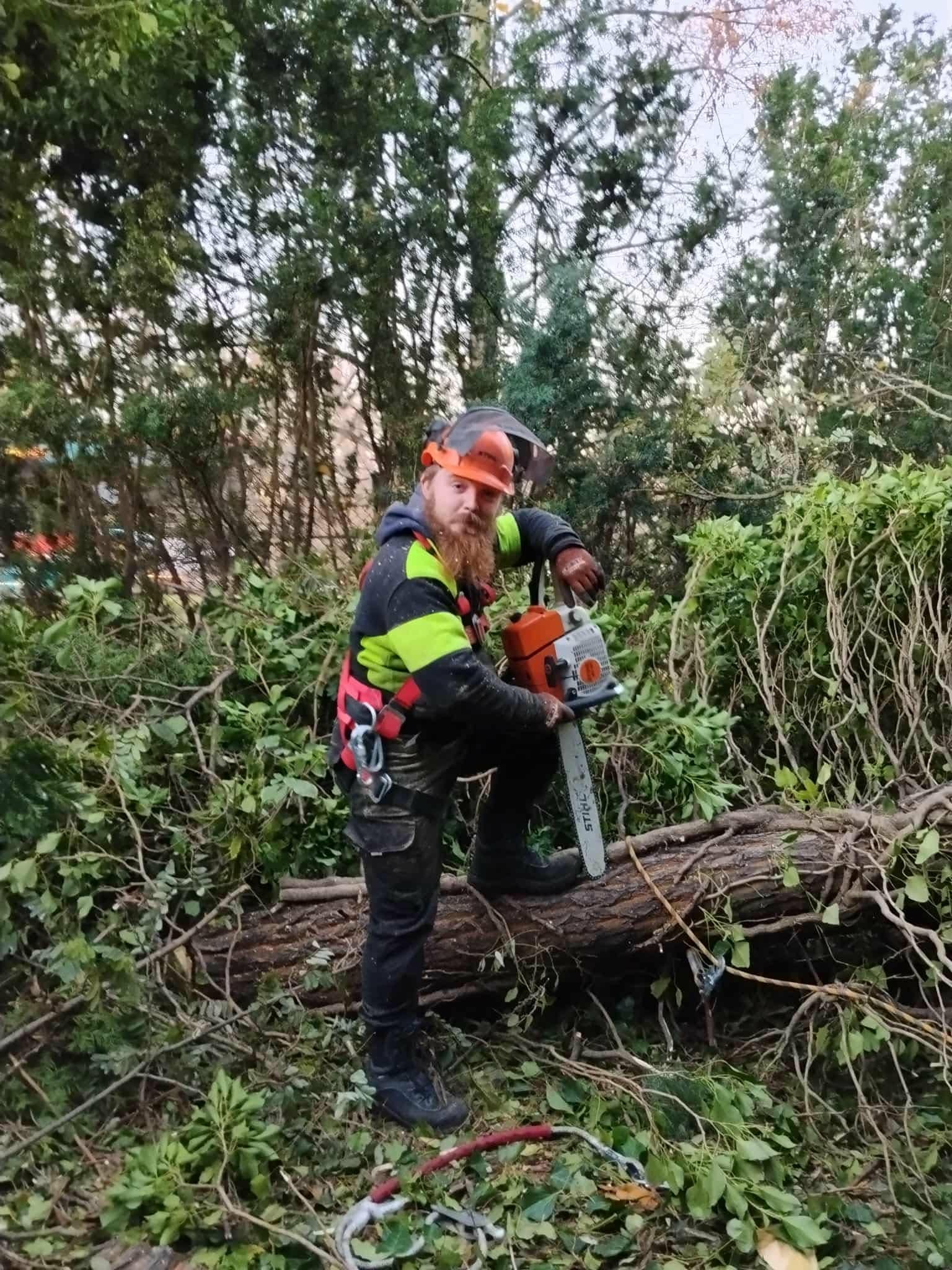 Mężczyzna z brodą w kasku i uprzęży, trzymający piłę spalinową Stihl, stoi na ściętym pniu drzewa w otoczeniu gałęzi i zieleni. Widoczne drzewa w tle.