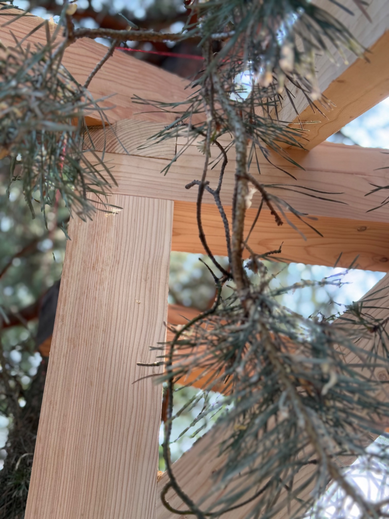 Fragment drewnianej konstrukcji, prawdopodobnie altany, widziany z dołu przez gałęzie drzewa iglastego. Jasne drewno, widoczne łączenia elementów.