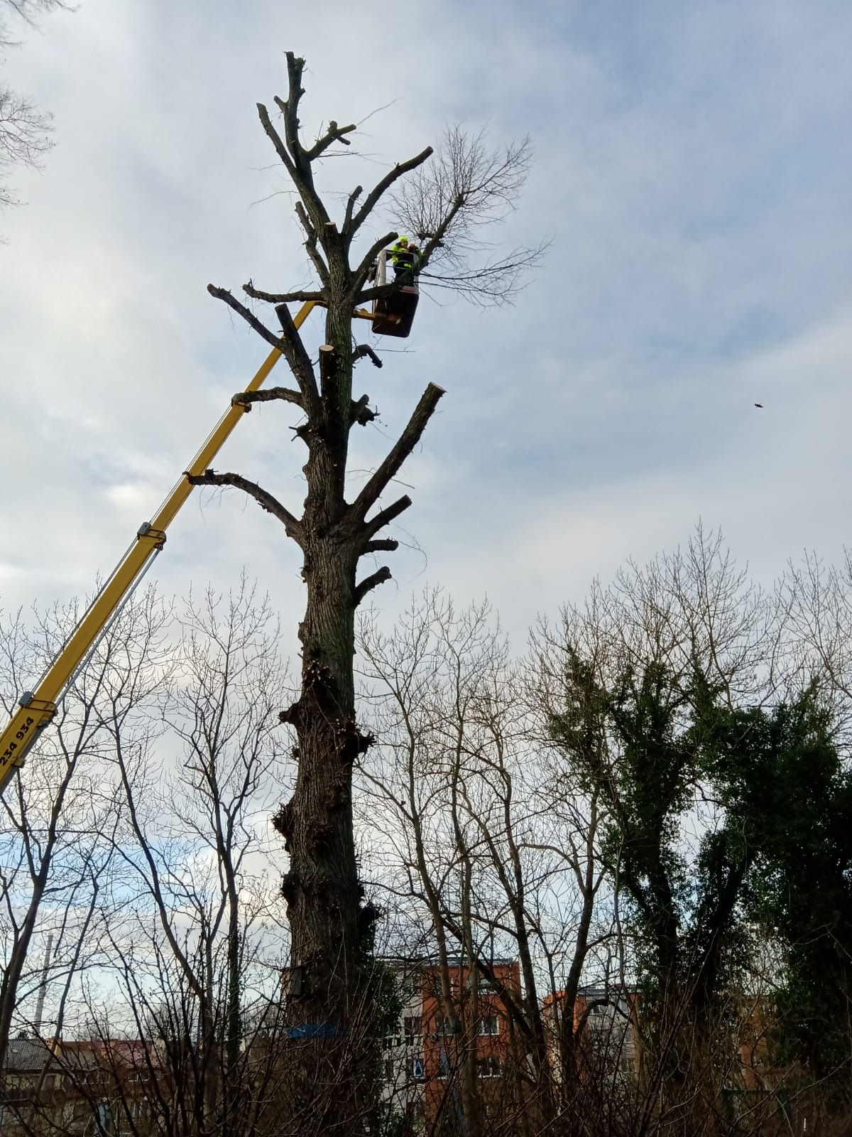 Pracownik w koszu podnośnika przycina wysokie drzewo. Widoczne obcięte gałęzie i korona drzewa. W tle budynki i inne drzewa.