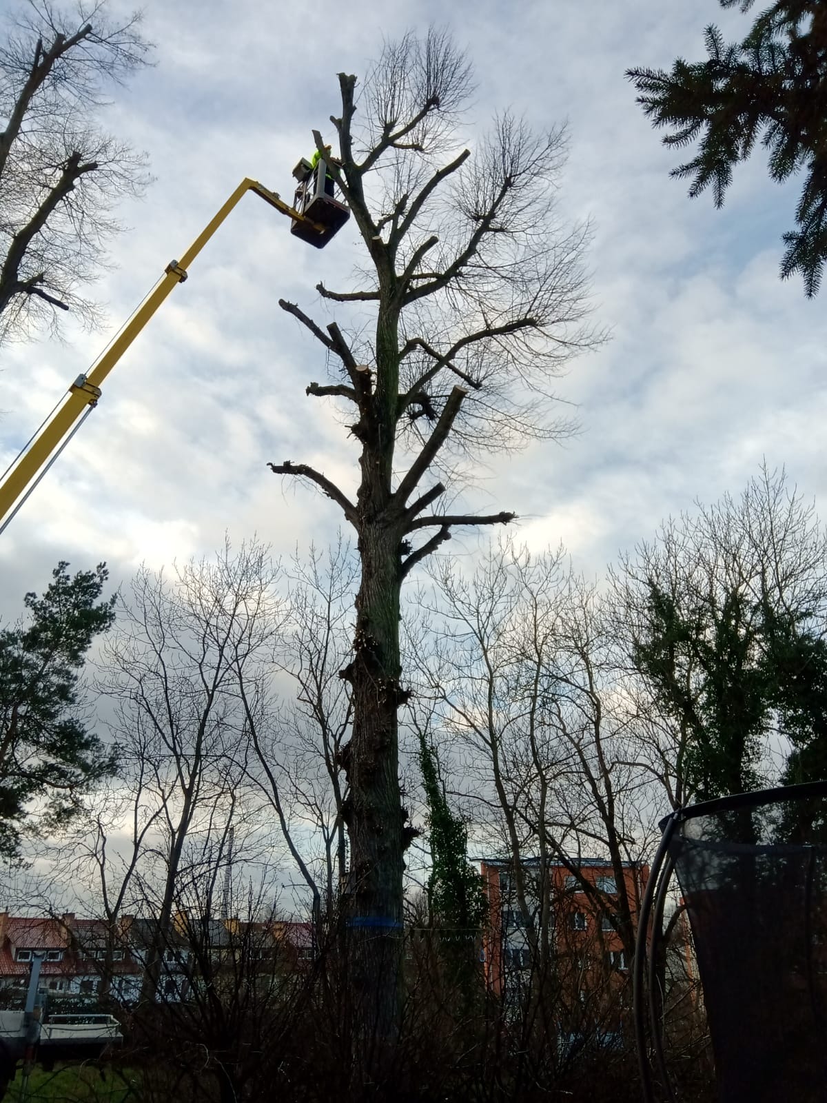 Pracownik w podnośniku przycina wysokie drzewo w Szczecinie. Widoczne budynki w tle i pochmurne niebo. Drzewo po częściowej redukcji gałęzi.