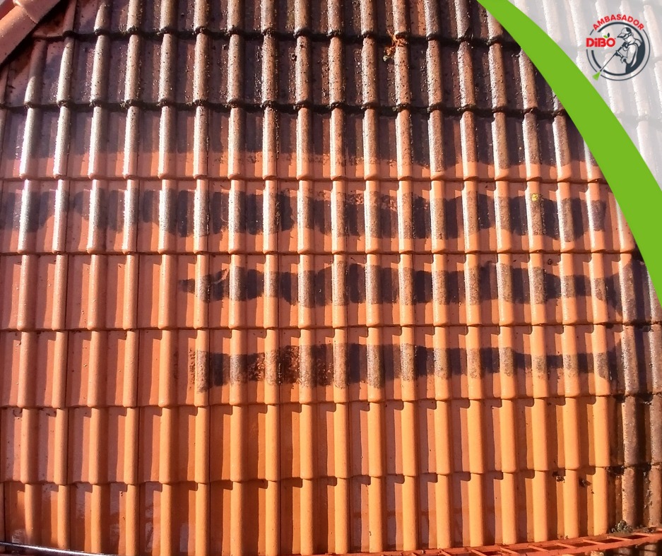 Częściowo wyczyszczona dachówka ceramiczna w odcieniach brązu i pomarańczy, widoczne różnice w kolorze po czyszczeniu. Fragment drabiny w dolnej części kadru.