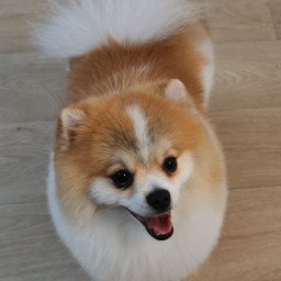 szpic miniaturowy -fryzurka tradycyjna