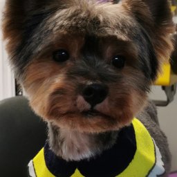 york-fryzurka klasyczna