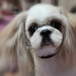 shih-tzu- fryzurka korean style