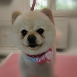 pomeranian-fryzurka na BOO