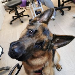 Psi Salonik Piękności - przyjmujemy pieski duże i olbrzymie