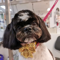 Psi Salonik Piękności - Portret shih-tzu z świeżo ostrzyżoną, czarną sierścią, białą łatką na czole i złotą, cekinową kokardką na szyi, stojącego na stole do pielęgnacji.