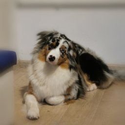 Psi Salonik Piękności - Australijski pies pasterski o heterochromii, leżący na drewnianej podłodze z głową lekko przechyloną w stronę kamery.