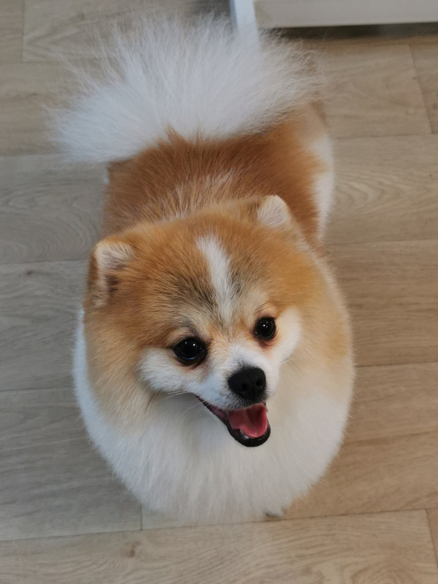 szpic miniaturowy -fryzurka tradycyjna