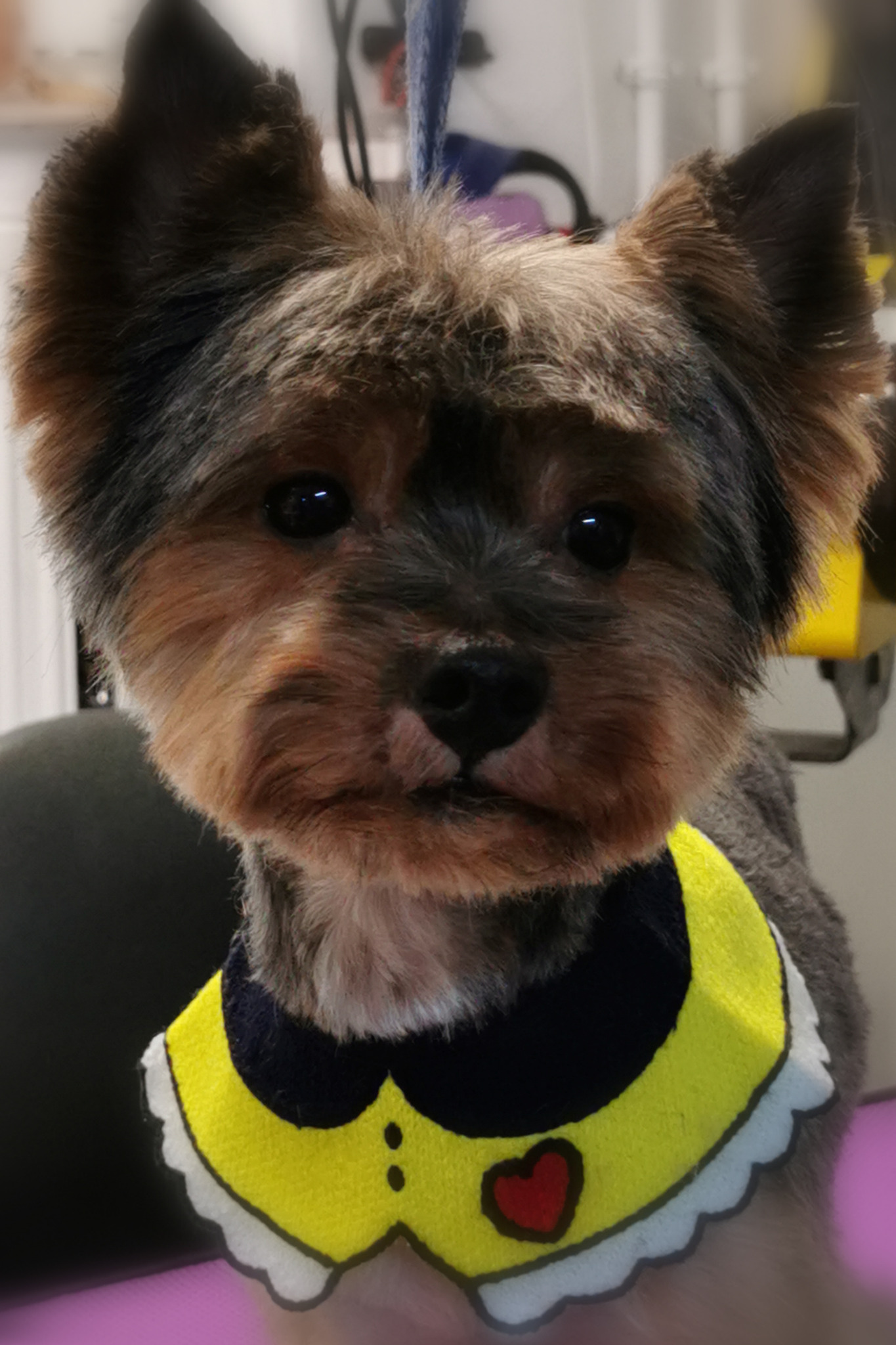 york-fryzurka klasyczna