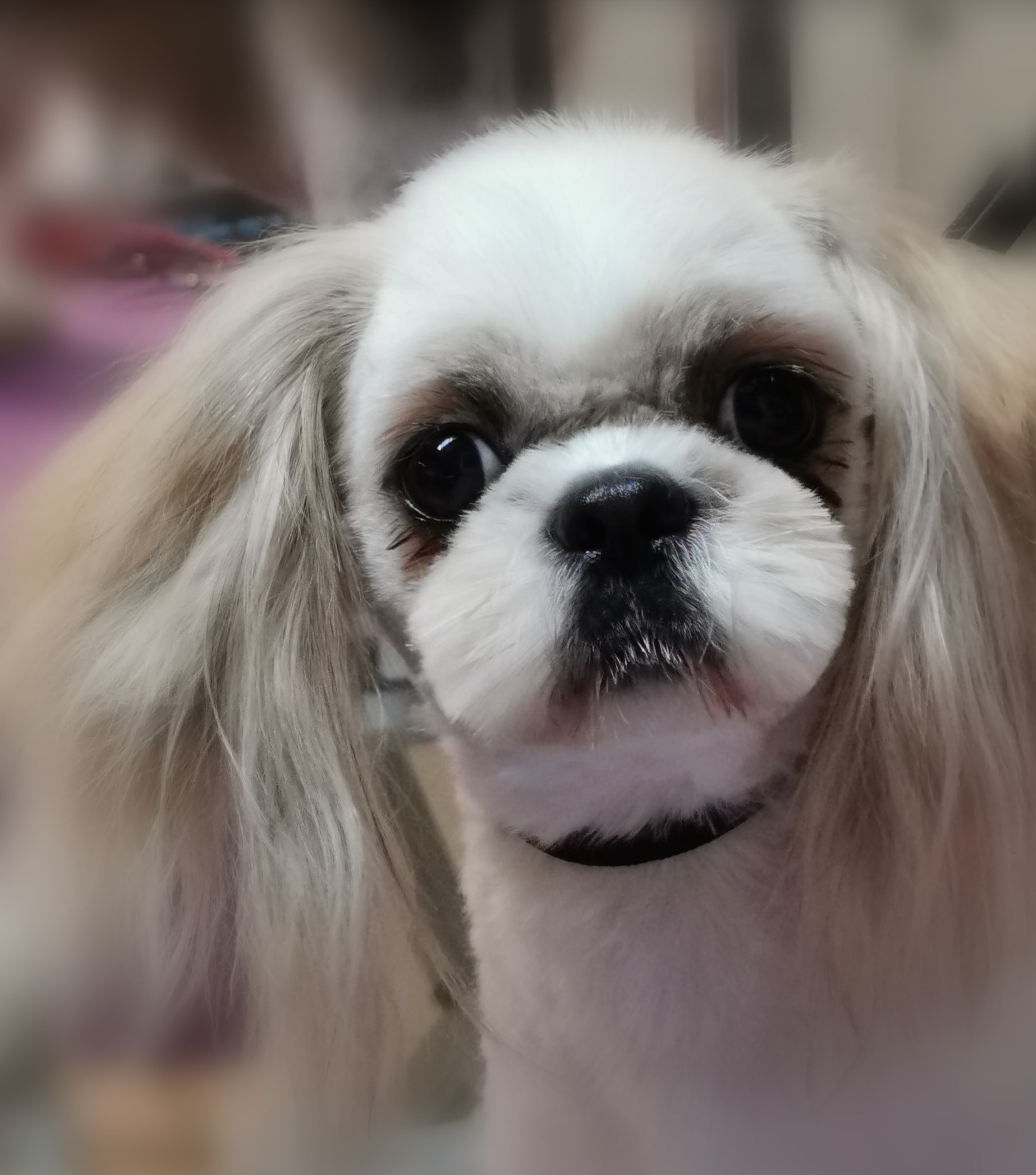 shih-tzu- fryzurka korean style