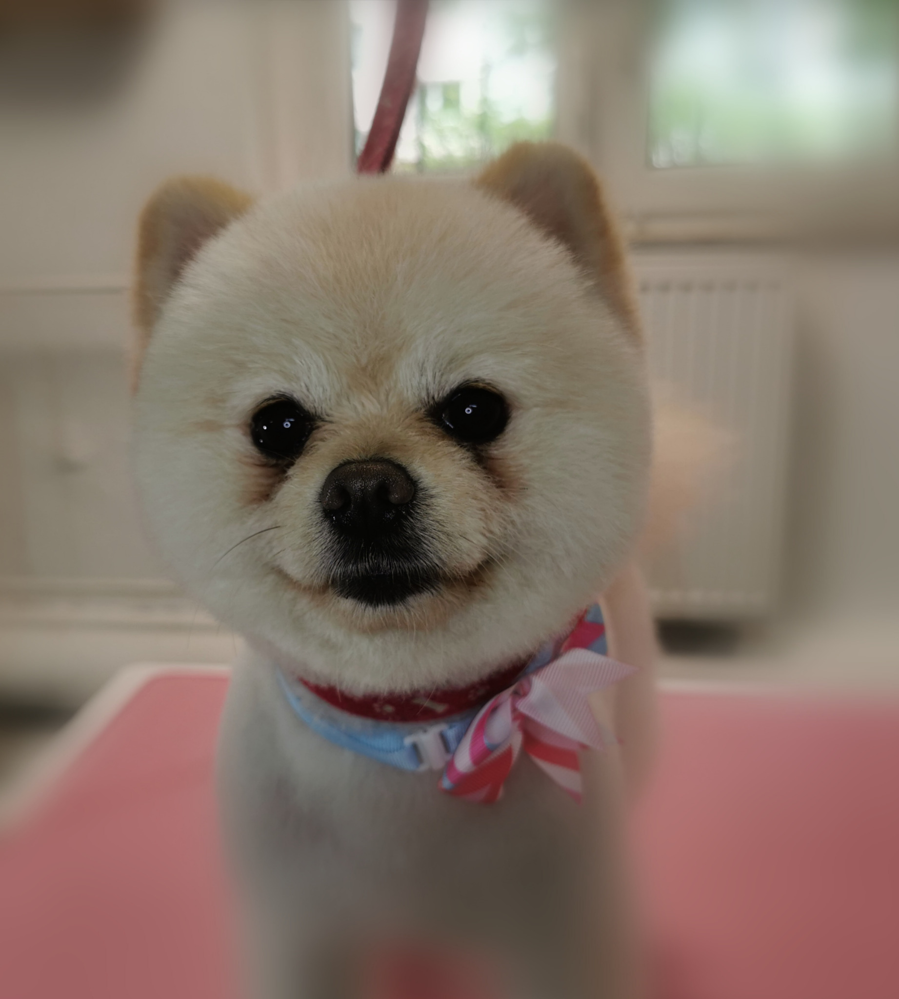 pomeranian-fryzurka na BOO