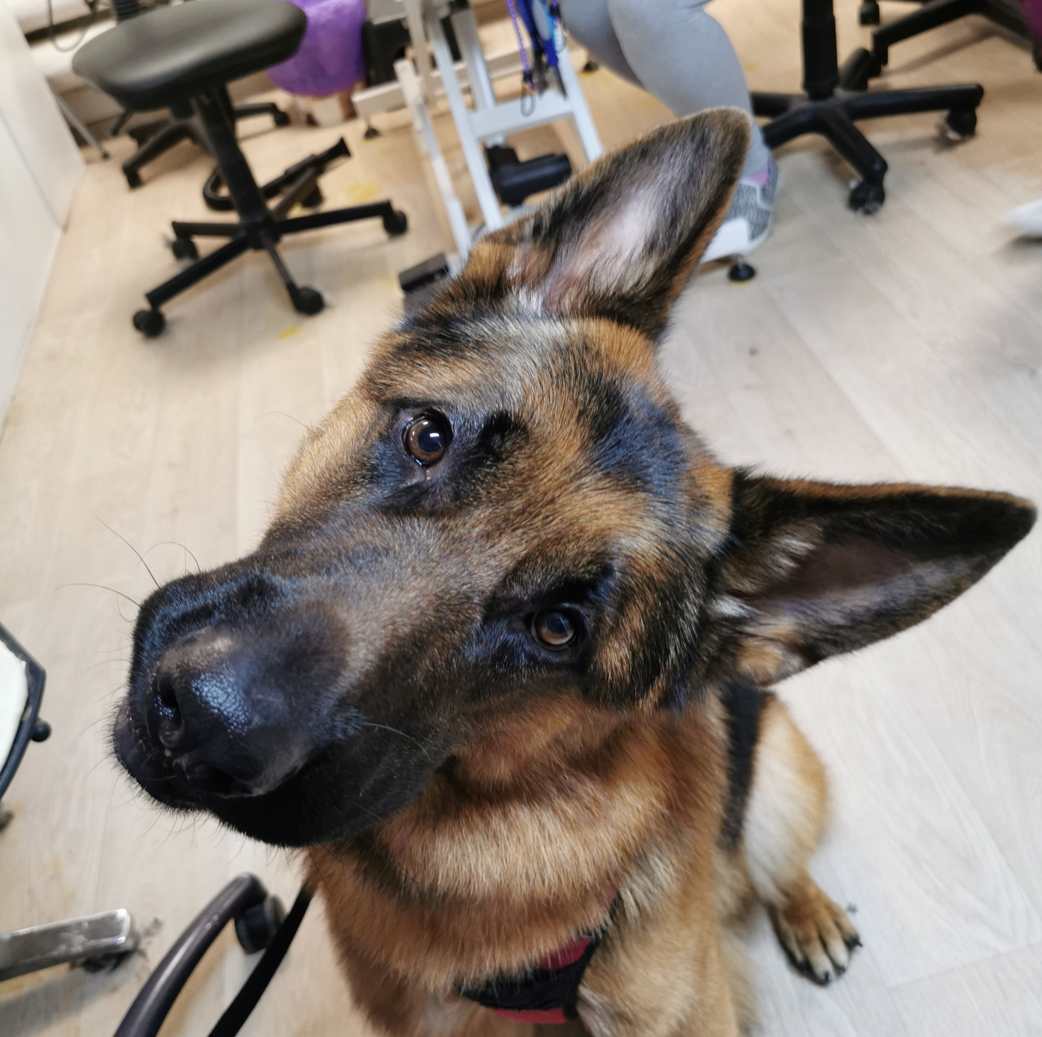 przyjmujemy pieski duże i olbrzymie