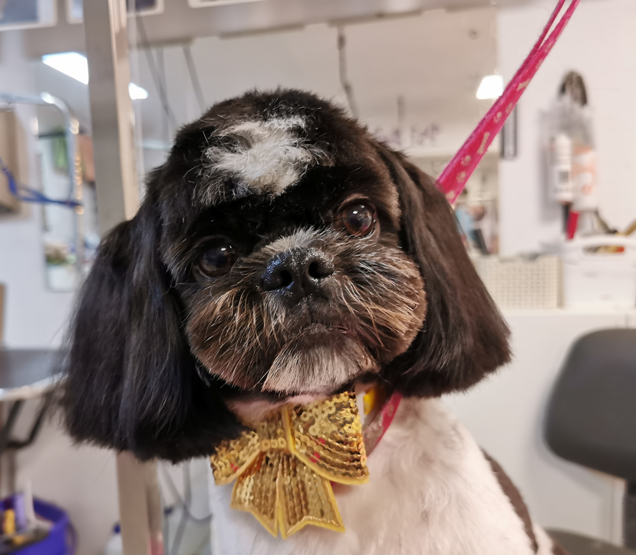 Portret shih-tzu z świeżo ostrzyżoną, czarną sierścią, białą łatką na czole i złotą, cekinową kokardką na szyi, stojącego na stole do pielęgnacji.