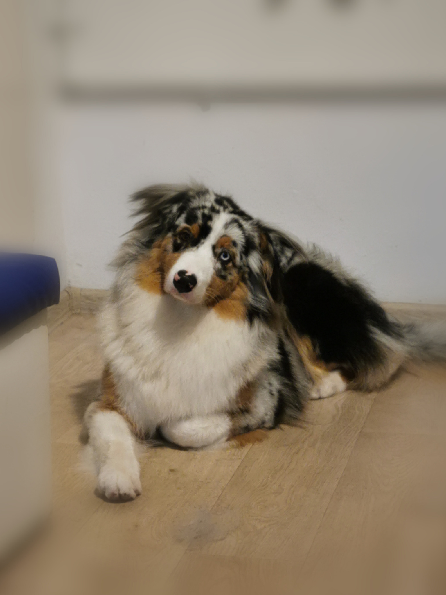 Australijski pies pasterski o heterochromii, leżący na drewnianej podłodze z głową lekko przechyloną w stronę kamery.