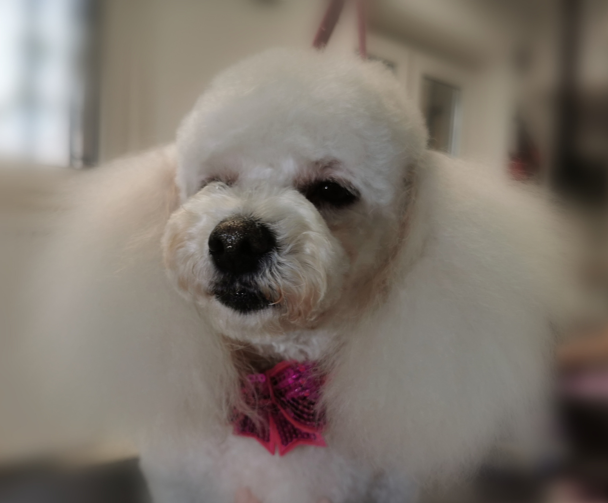 bolonka fryzurka fantazyjna