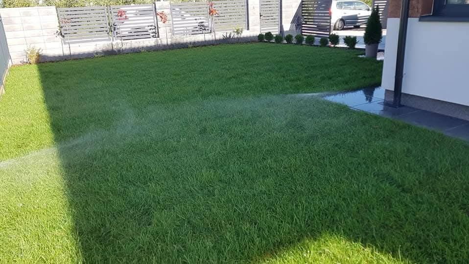 Nawodniony, soczyście zielony trawnik z rolki, z widocznym systemem nawadniania w akcji. W tle ogrodzenie panelowe i fragment domu z ozdobnymi krzewami.