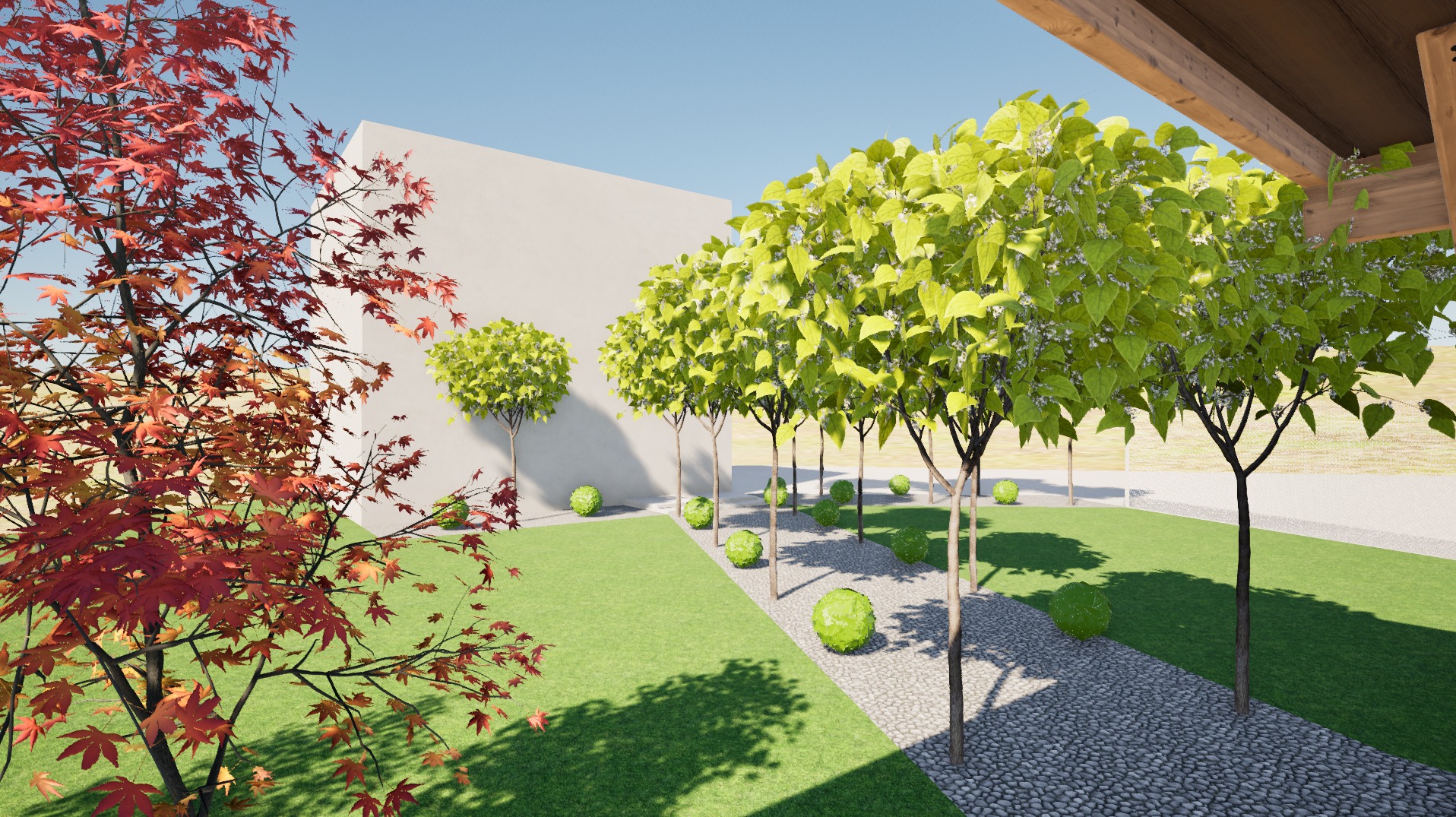 Wizualizacja ogrodu z rzędem drzew o kulistych koronach i kulistymi krzewami wzdłuż ścieżki. Po lewej stronie czerwony klon palmowy. Tło stanowi biała ściana i błękitne niebo.