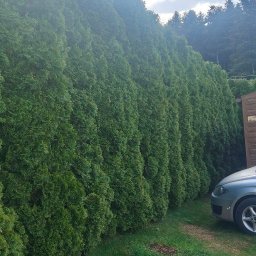 LEMPART GREEN - 