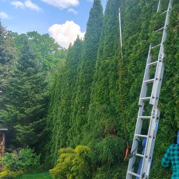 LEMPART GREEN - 