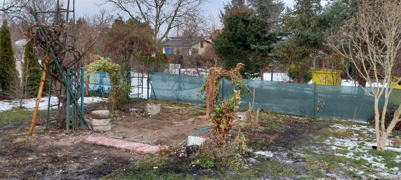 Ogród po wycince drzew i krzewów, widoczne pozostałości pni i gałęzi, częściowo pokryty śniegiem. W tle siatka ogrodzeniowa i zabudowania.