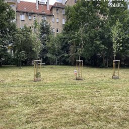 TK Polska sp. z o.o. - Świeżo skoszony trawnik z młodymi drzewkami w drewnianych podporach, na tle starej kamienicy i bujnej zieleni. Trawa ma suche i zielone fragmenty.